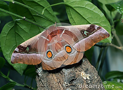 Bunaea alcinoe butterfly Stock Photo